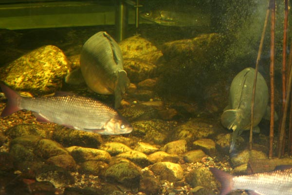 NUP Natur- und Umweltpark Gstrow